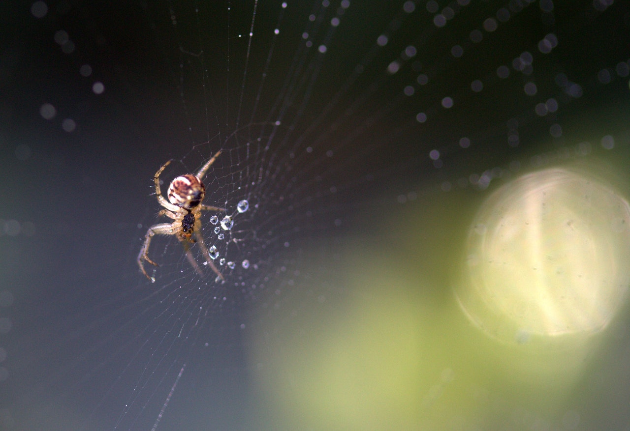 foto de aranha em teia para representar sonhar com aranha