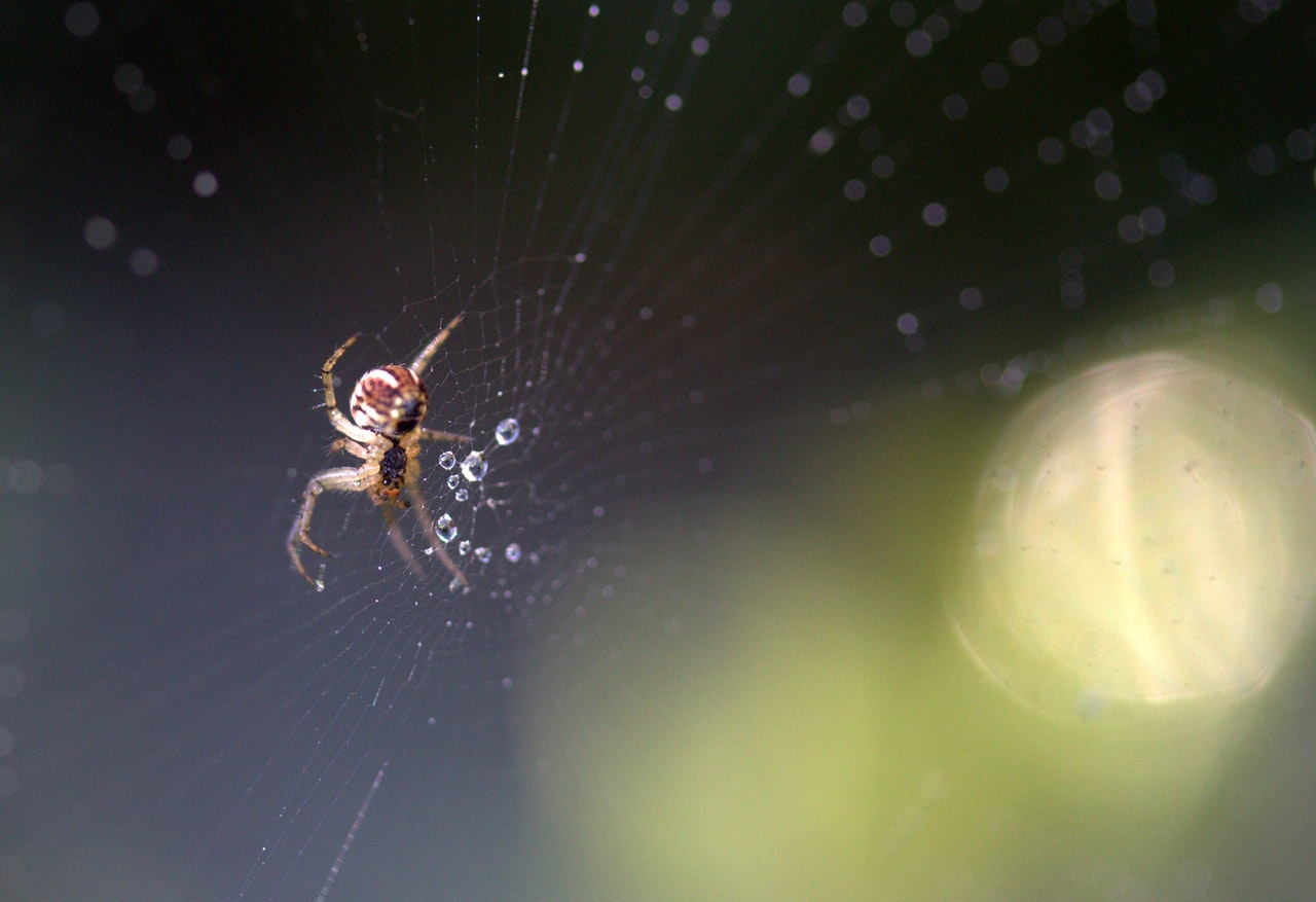 Significado de Sonhar com Aranha