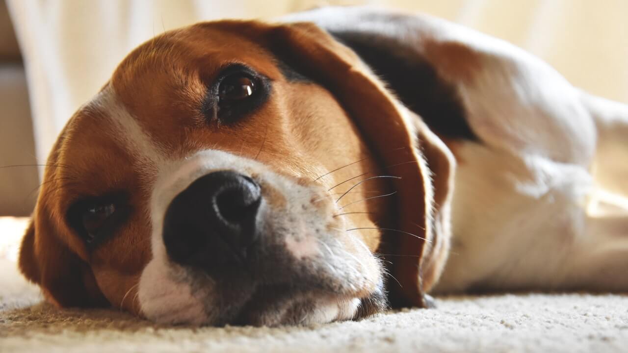 O significado de sonhar com animais