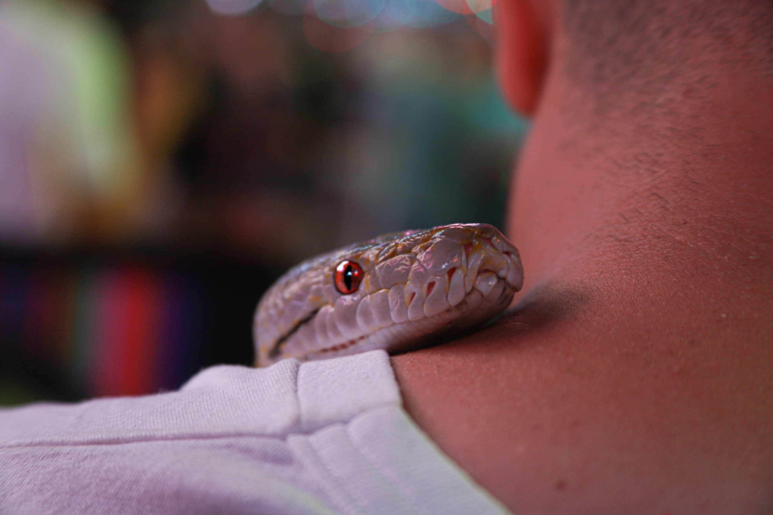 Sonhar com cobra: descubra o que isso significa!