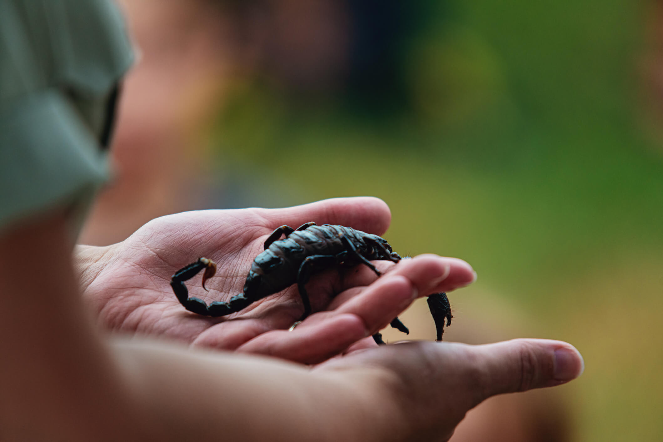 foto de pessoa segurando escorpião preto para representar sonhar com escorpião