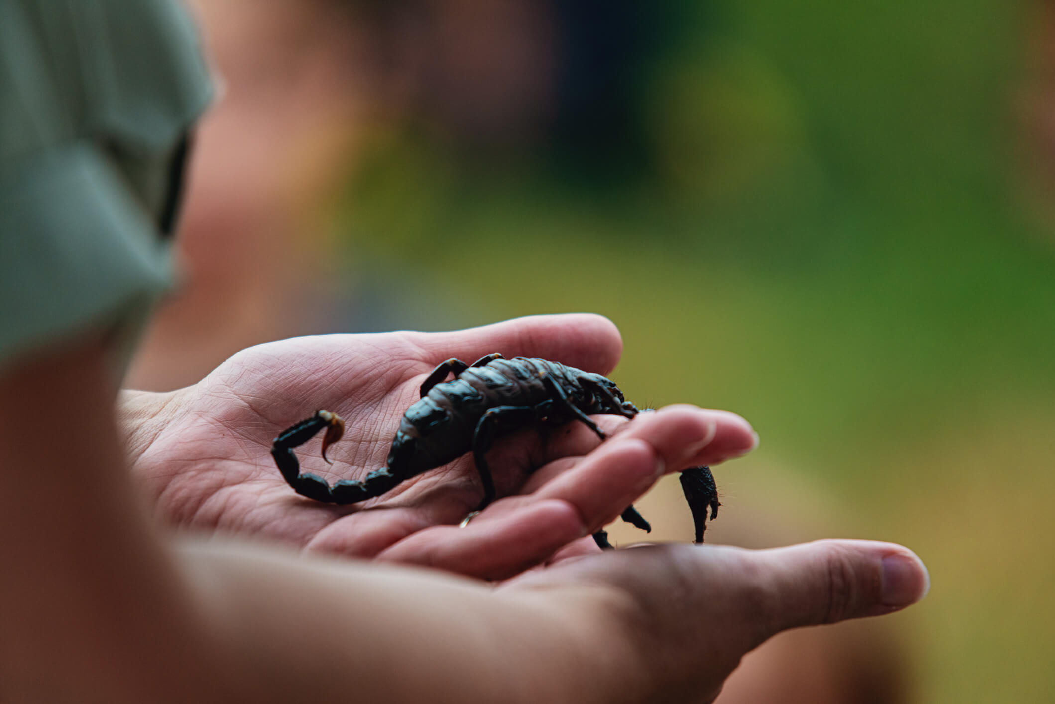 Sonhar com lagarto é um bom sinal? Descubra os significados