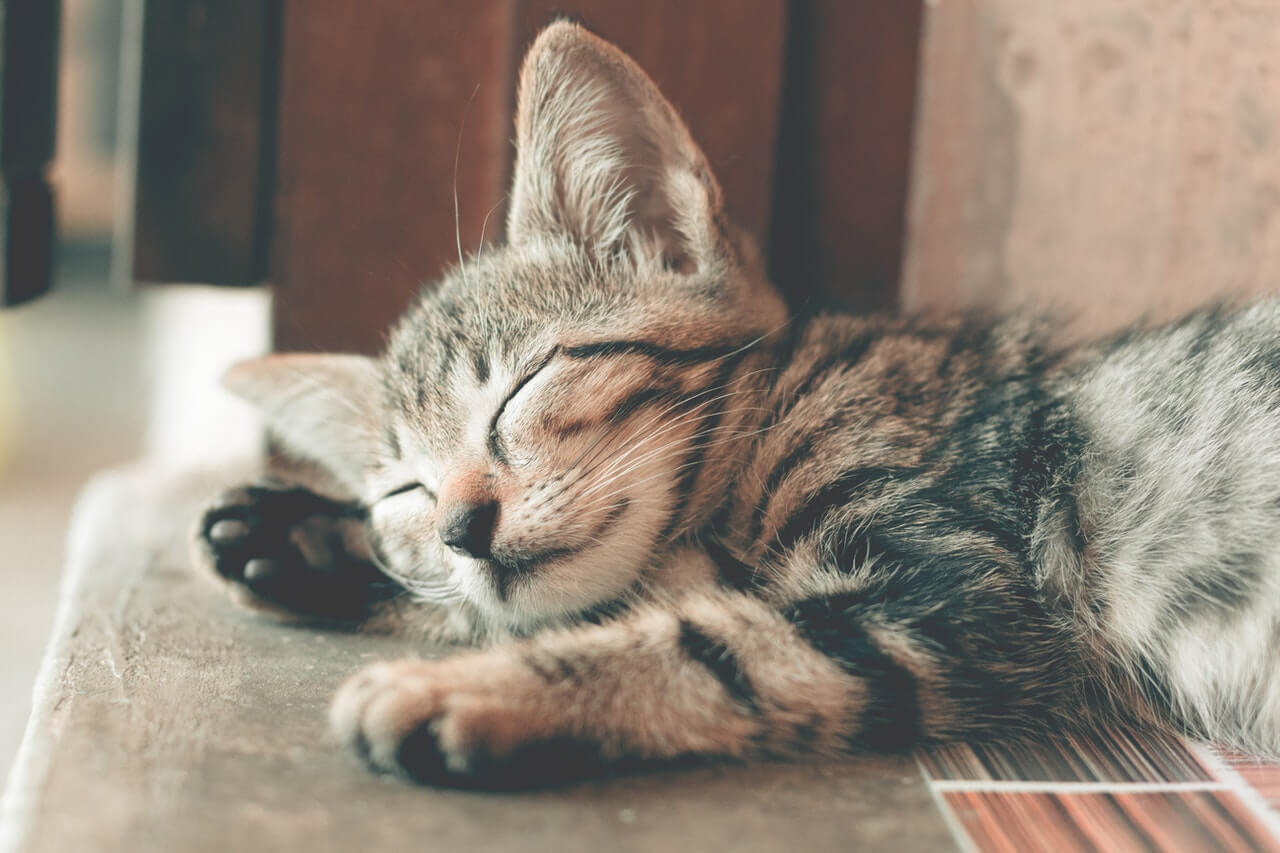 imagem ilustrativa de gato dormindo para representar significado de sonhar com gato