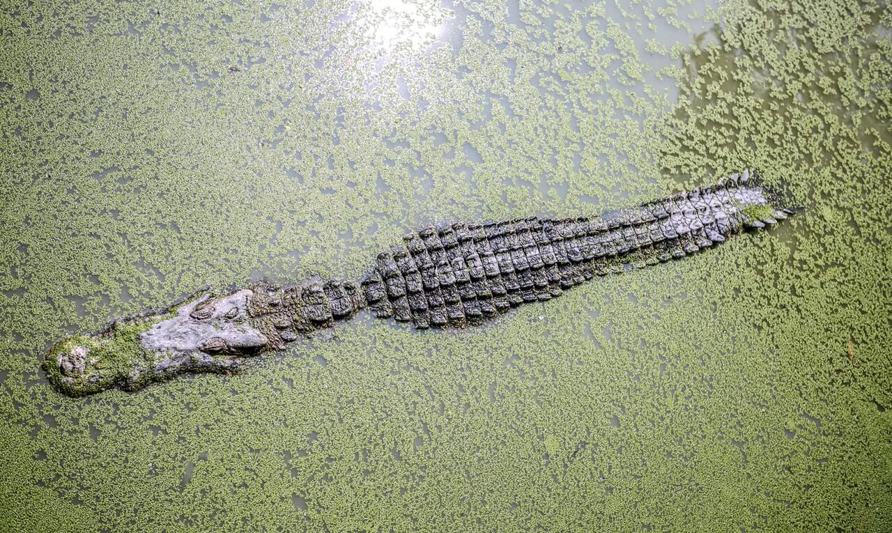 foto de jacaré em lago para representar sonhar com jacaré