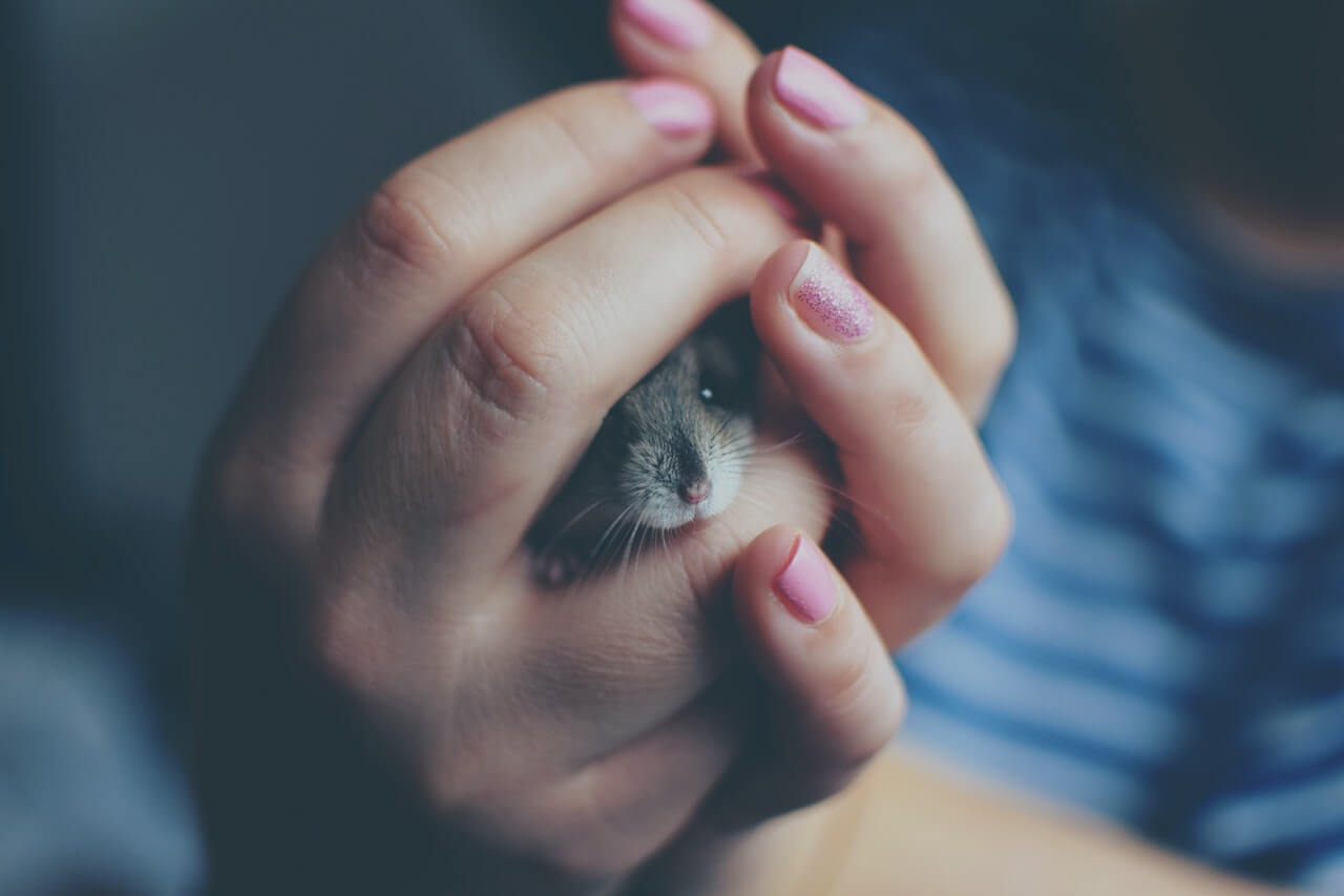 foto de pessoa segurando rato para representar sonhar com rato