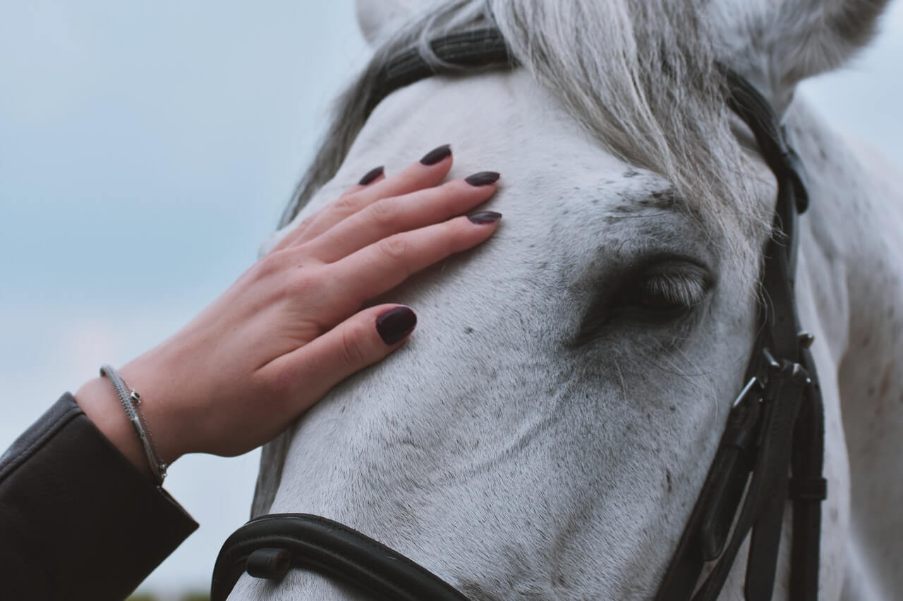 fotografia de pessoa acariciando cabeça de cavalo para representar sonhar com cavalo