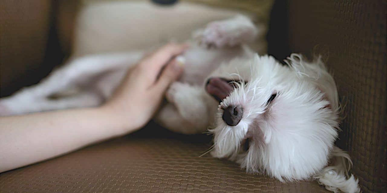 Animais de estimação ajudam no desenvolvimento de responsabilidade